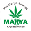 Plantacja Konopi MARYA Kryształowice