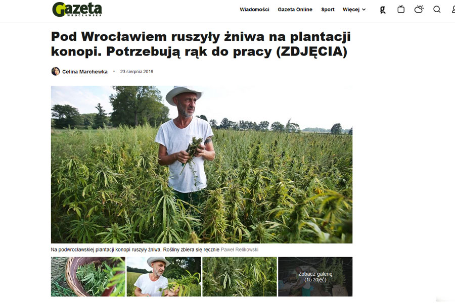 Gazeta Wroclawska na plantacji konopi