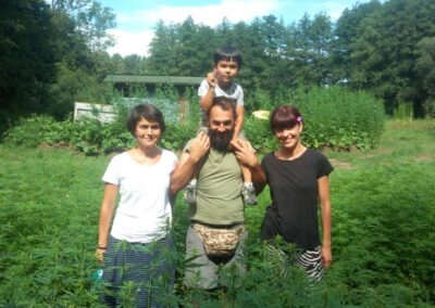 Uprawa konopi siewnych. Plantacja Kryształowice