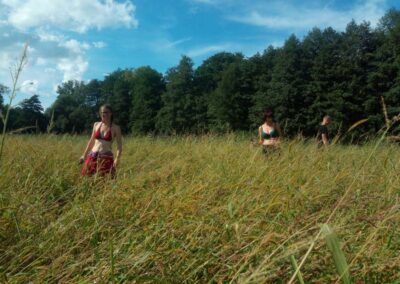 Uprawa konopi siewnych. Plantacja Kryształowice