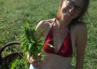 Uprawa konopi siewnych. Plantacja Kryształowice