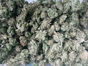 susz konopi siewnej CBG kannabigerol kwiaty Cannabis Sativa