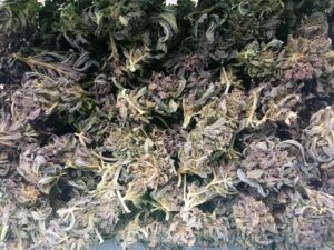 susz konopi siewnej purpure fioletove love CBD Cannabis Sativa