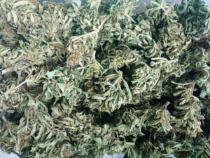 susz kwiaty konopi siewnej CBD Cannabis Sativa