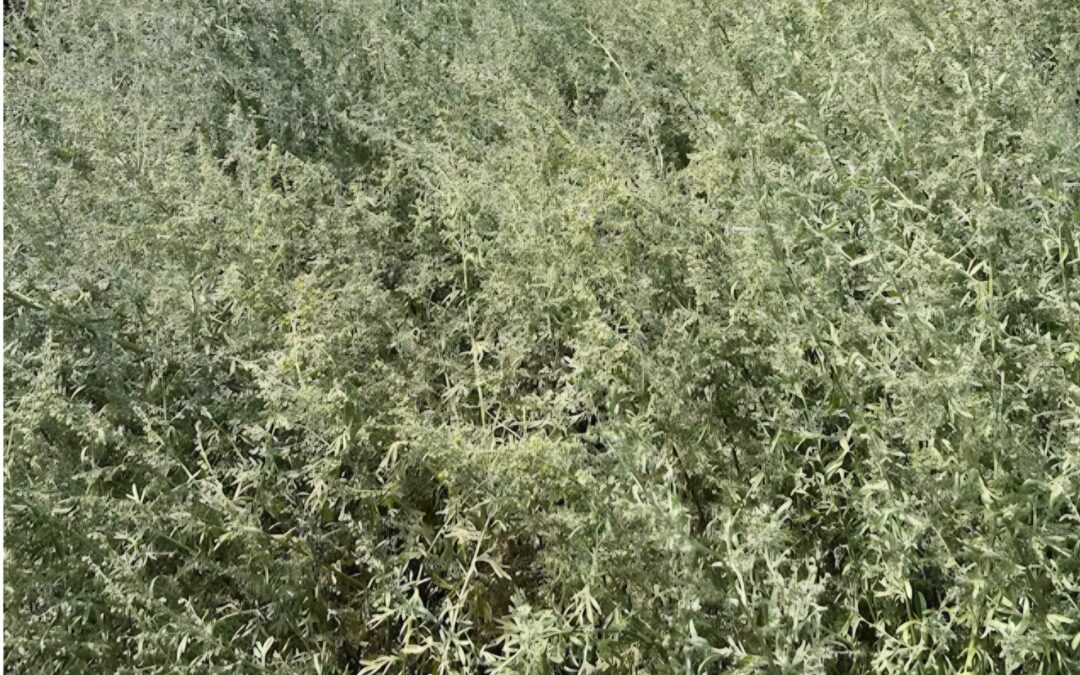 Piołun (Artemisia absinthium) uprawa plantacja Krysztalowice