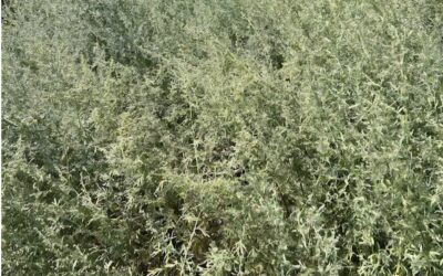 Piołun – domowy strażnik zdrowia w Twojej ziołowej apteczce