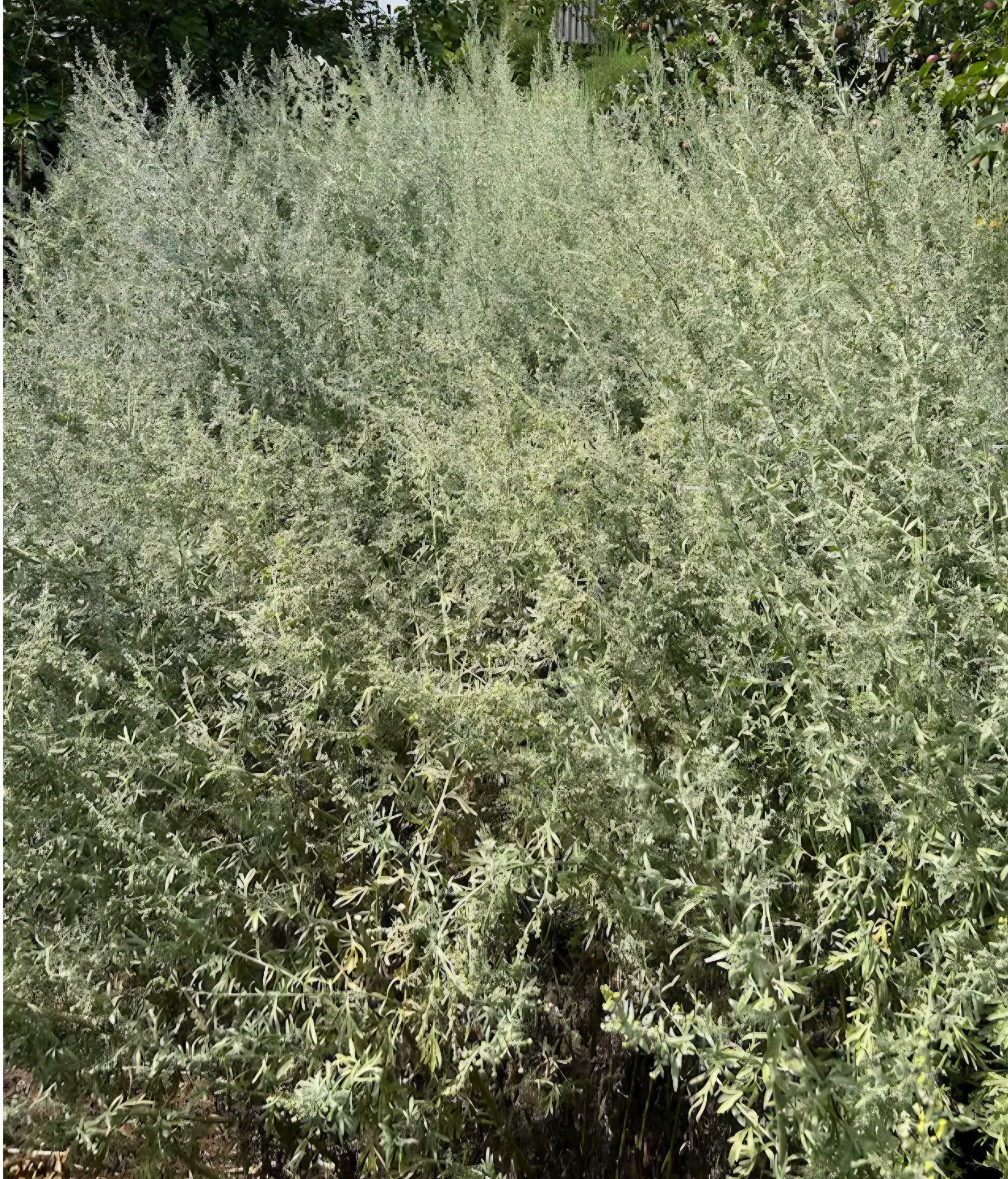 Piołun – domowy strażnik zdrowia w Twojej ziołowej apteczce