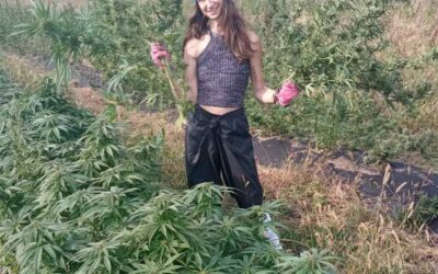 Plantacja CBG w Kryształowicach – jak uprawiamy konopie bogate w kannabigerol