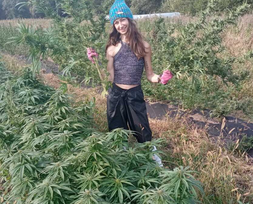 Plantacja CBG Konopie Kryształowice