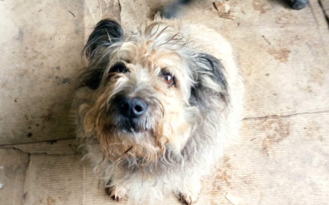 olejki konopne dla zwierząt