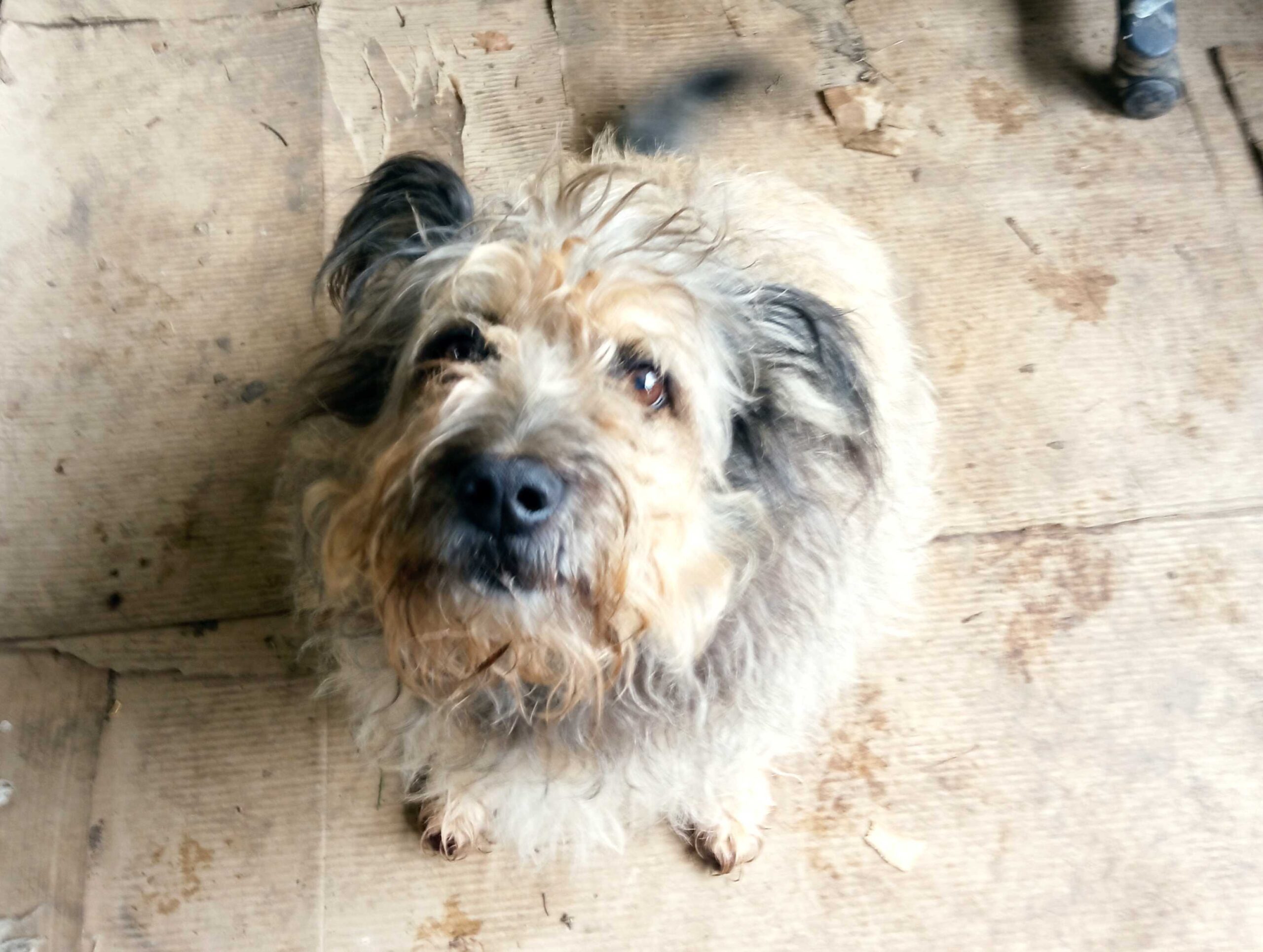 Plantacja Konopi Kryształowice – certyfikowany producent olejków konopnych dla zwierząt